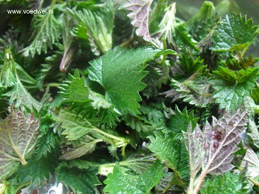 Voedwel, natuurlijk voedingsadvies, brandneteltoppen