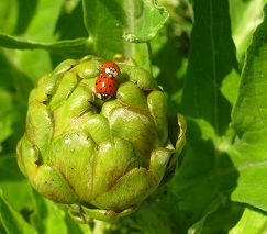 Voedwel, natuurlijk voedingsadvies, artisjok