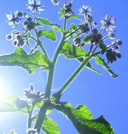 Voedwel, natuurlijk voedingsadvies, borage