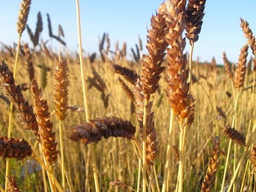 Voedwel, natuurlijk voedingsadvies, Gelderse risweit