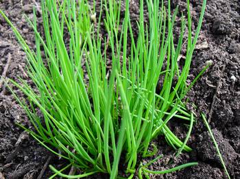 Voedwel, natuurlijk voedingsadvies, bieslook