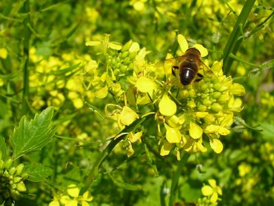 Voedwel, natuurlijk voedingsadvies, mosterdzaad