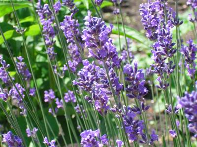 Voedwel, natuurlijk voedingsadvies, lavendel