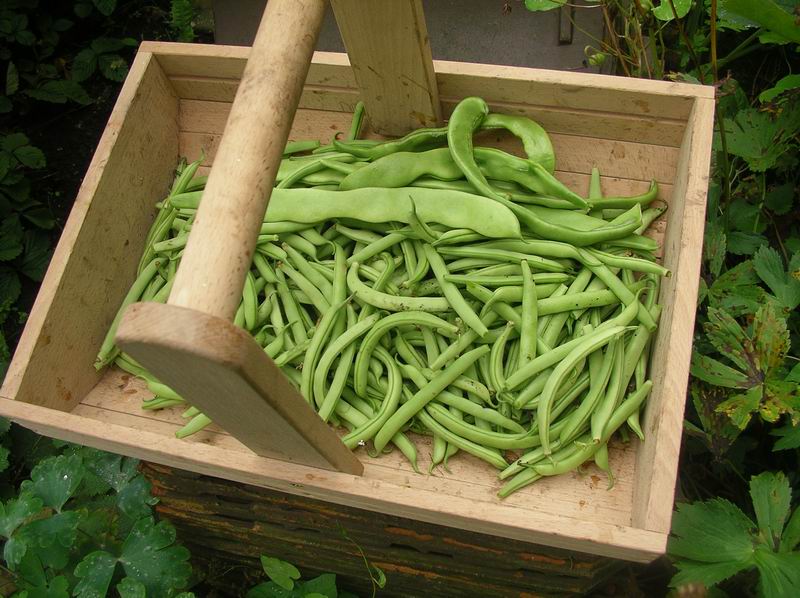 Voedwel, natuurlijk voedingsadvies, sperziebonen