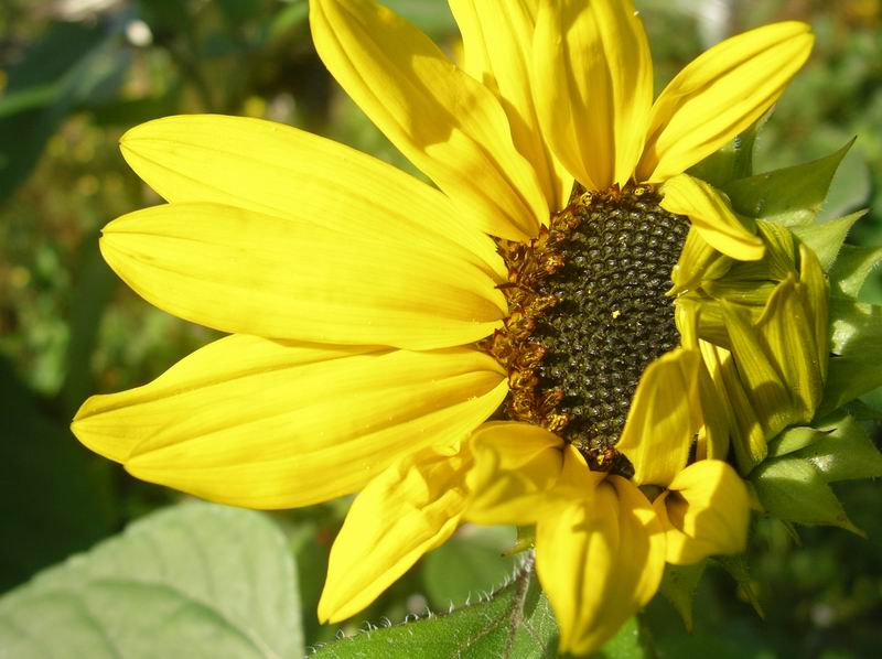 Voedwel, natuurlijk voedingsadvies, natuurvoedingskundige, zonnebloem