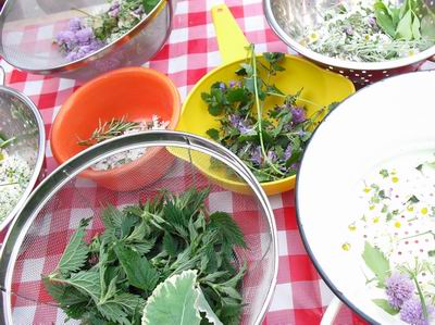 Voedwel, workshop wilde kruiden
