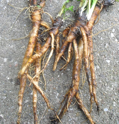 Voedwel, natuurlijk voedingsadvies, paardenbloemwortels