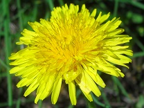 Voedwel, natuurlijk voedingsadvies, natuurvoedingskundige, paardenbloem