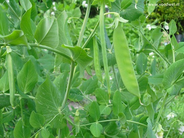 Voedwel, natuurlijk voedingsadvies, peultjes