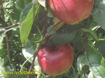 Voedwel, natuurlijk voedingsadvies, appels