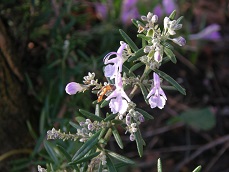 Voedwel, natuurlijk voedingsadvies, natuurvoedingskundige, rozemarijn