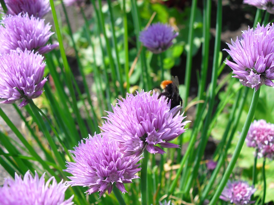 Voedwel, natuurlijk voedingsadvies, bieslook