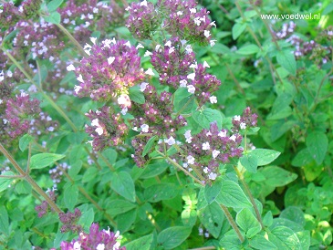 Voedwel, natuurlijk voedingsadvies, wilde Marjolein