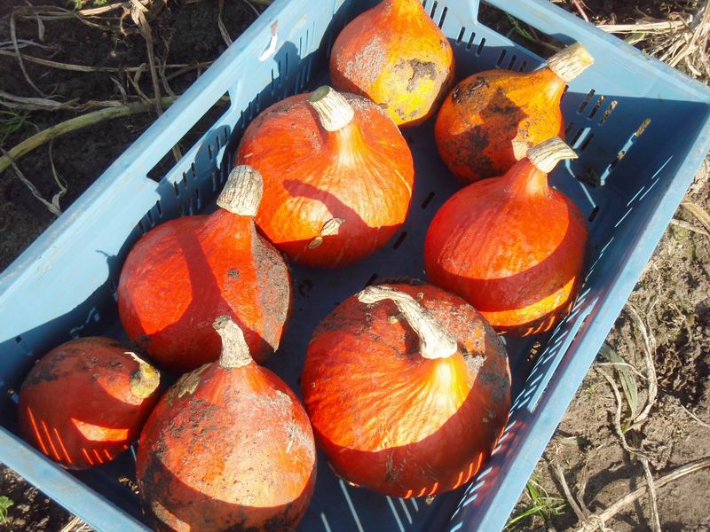 Pompoen broodbeleg met knoflook en rozemarijn